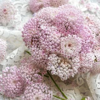 Pink Lace Flowers in a floral arrangement on an ivory lace background.