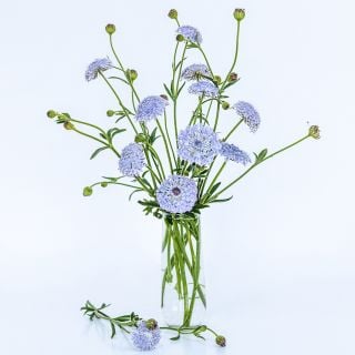 Blue Lace Flowers in a tall arrangement in a glass bud vase on a white background.
