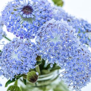 Close-up macro view of Blue Lace Flowers in a glass jar.