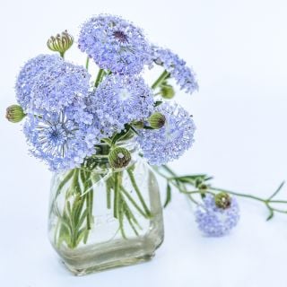 A floral arrangement of Blue Lace Flowers in a glass jar on white background.