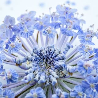 A super close macro view of a detailed portion of a Blue Lace Flower.