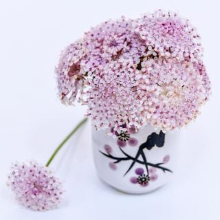 An arrangement of Pink Lace Flowers in a matching pink Japanese cup on a white background.