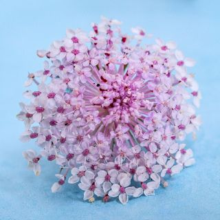 A single Pink Lace Flower resting on a light blue background.