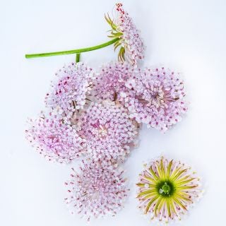 Pink Lace Flowers arranged on white background.