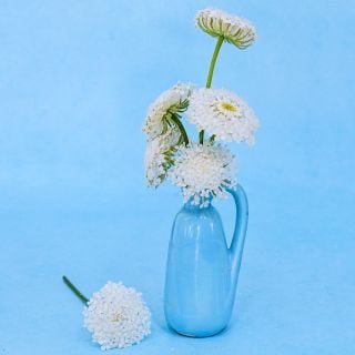 Several White Lace Flowers in a little blue bud vase on a blue background.