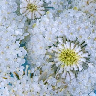 A detailed macro view of delicate White Lace Flowers on blue background.