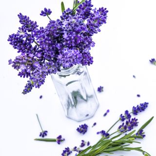 Close-up of fragrant Ellagance Purple Lavender  blooms on a white background.