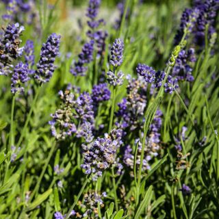 Ellagance Purple lavender growing in the trial gardens at Baker Creek.