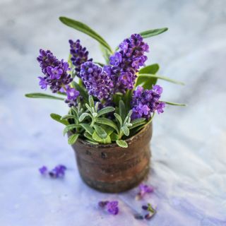 Ellagance Purple Lavender blooms are arranged in a small container on a tissue paper backdrop. 