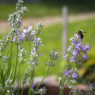 Munstead Strain Lavender with pollinator bee.