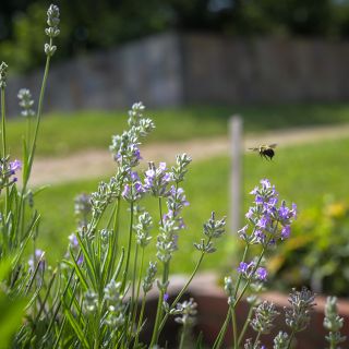 Munstead Strain Lavender with flying bee.