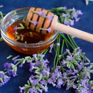 Munstead Strain Lavender with honey on dark blue background.