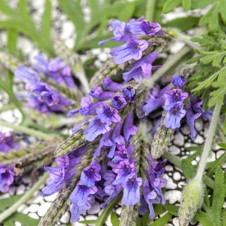Origano Lavender on stone background.