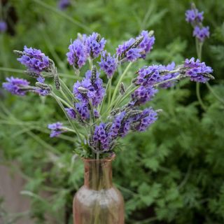 Origano Lavender in pink vase.