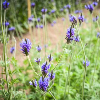 Blue Torch Lavender