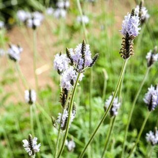 Torch Minty Ice Lavender growing outside in the Baker Creek gardens in Missouri.