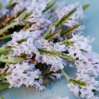 Close-up Torch Minty Ice Lavender