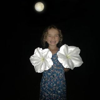 Moonflower Morning Glory under the moonlight.