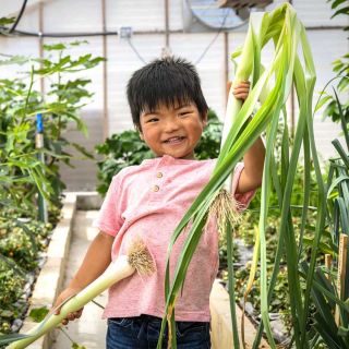 Child holding Bulgarian Giant Leeks inside a greenhouse.