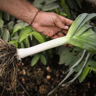 Gardener's hand holding Carentan Leek just harvested from the garden.