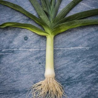 One Carentan Leek on a blue marble background.