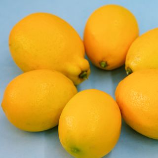Several whole Meyer Lemon Citris fruits arranged on a light blue background.