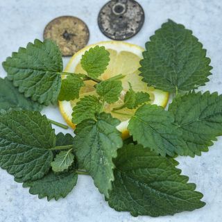 Limoncello Lemon Balm with lemon slice on blue speckled background.