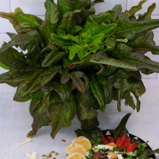 Bronze Beauty Lettuce leaves with a plate of salad on a dreamy background. 