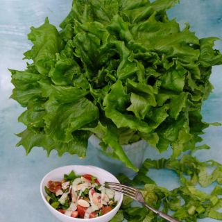 Ice Queen Lettuce and a bowl of salad with a fork on a blue background.