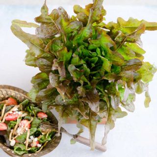 Bronze Beauty Lettuce leaves with a bowl of salad on a white background. 