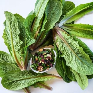 Brown Goldring Lettuce arranged in circle around a salad on white background.
