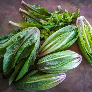 Four whole heads of Brown Goldring Lettuce with a sliced head and cut leaves on a brownish background.