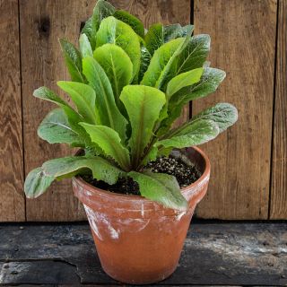 A Brown Goldring Lettuce head growing in a terra cotta pot against a wooden background.