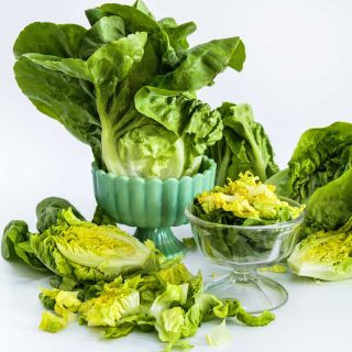 Several Buttercrunch heads with a glass vase of chopped leaves on a white background.