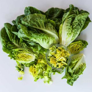 Several Buttercrunch heads with a jar of chopped leaves in it looking from above.