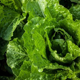 Closeup of Crisp Mint Lettuce.