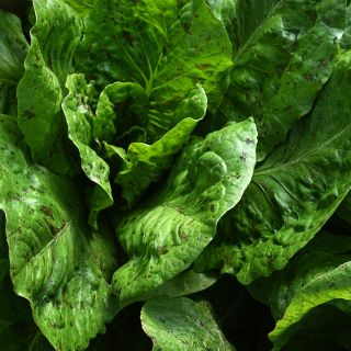 De Russie Lettuce growing in the greenhouse at the Baker Creek farm in Mansfield, Missouri.