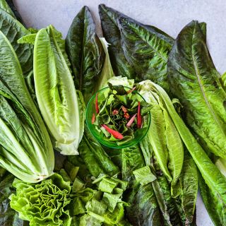 Overhead view of Devil's Ear Lettuce heads with a bowl of cut lettuce with red flower petals found inside a head.