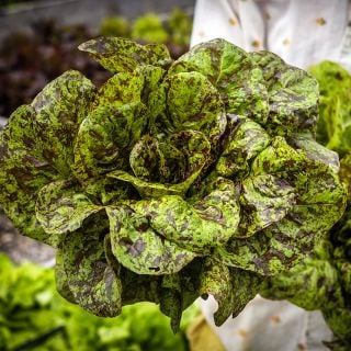 Gardener holding a freshly cut head of Flashy Butter Gem Lettuce in the trial garden at Baker Creek.