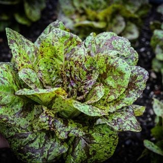 A head of Flashy Butter Gem Lettuce in the garden.
