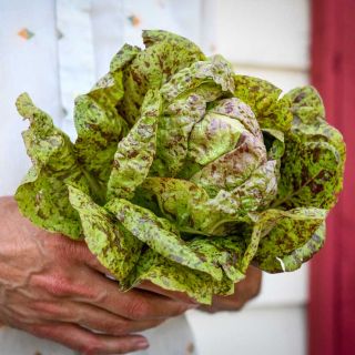 Forellenschluss Lettuce head held in the hand of a gardener.