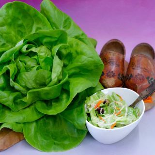 Tender delicious Gustav's Salad Lettuce shown in a bowl with dressing and whole heads.