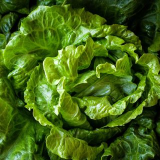 Hao Shan Lettuce growing in the greenhouse at Baker Creek.