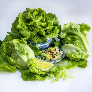 Hao Shan Lettuce heads with a salad on a white background.