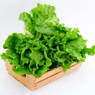 Several Hao Shan Lettuce heads in wooden basket on a white background.