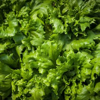Close-up Ice Queen Lettuce