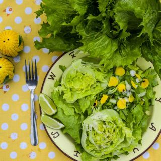 Ice Queen Lettuce salad greens on a plate with corn salt and pepper shakers on yellow with white polka dot background.