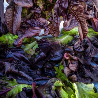 A bunch of Lunix Lettuce.
