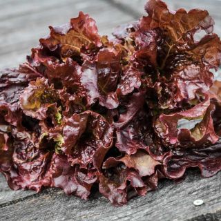Closeup of a head of Merlot Lettuce on a wooden table.