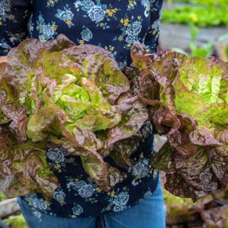 Gardener holding two Merveille des Quatre Saisons heads in the garden.
